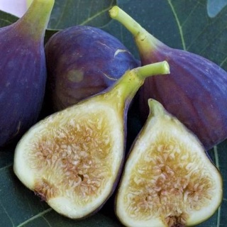 10 เมล็ด เมล็ดมะเดื่อฝรั่ง Figs สายพันธุ์ Osborn Prolific มะเดื่อฝรั่ง หรือ ลูกฟิก