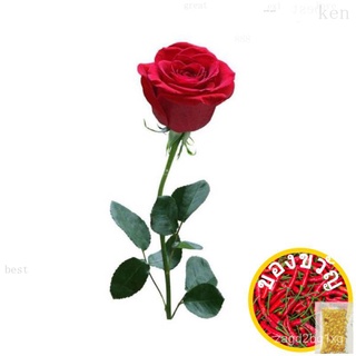 186.Rose Seeds 10pcs Free Postal Mail in SGสวน/กุหลาบ/เมล็ด/กระโปรง/กางเกง/บ้านและสวน/สร้อยข้อมือ/ผักชี/เด็ก/แอปเปิ้ล/ O