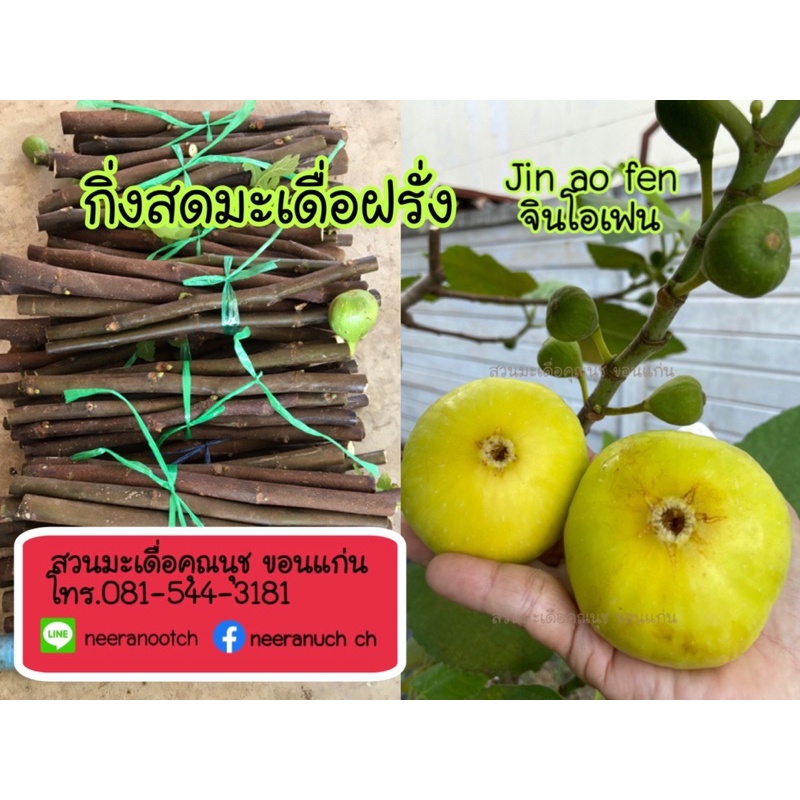 มะเดื่อฝรั่ง กิ่งสดมะเดื่อฝรั่งจินโอเฟน ชุด 4กิ่ง jin ao fen figs cutting set 4 pcs.
