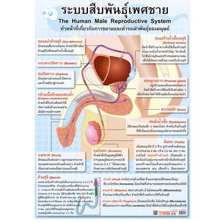 โปสเตอร์เรื่องระบบสืบพันธุ์เพศชาย #EP-217 โปสเตอร์พลาสติก โปสเตอร์สื่อการเรียนรู้