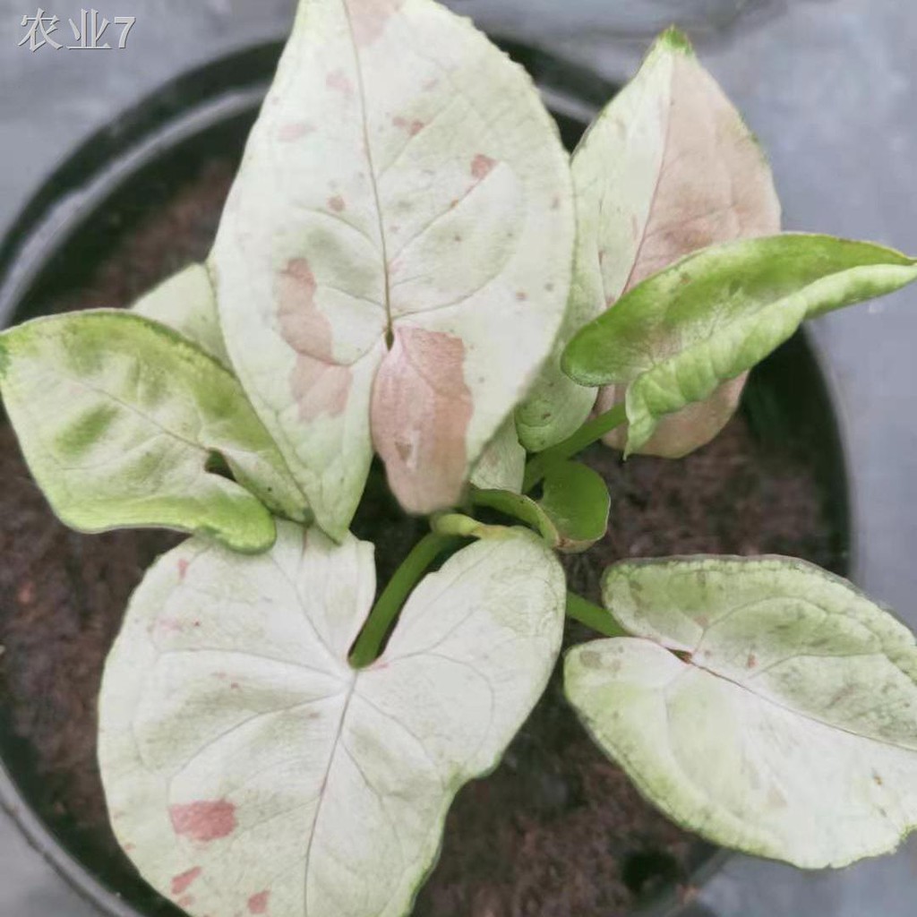 สวนSyngonium Milk Confetti นมและไม้กระถางเผือกผลไม้ [โพสต์เมื่อ 26 ...
