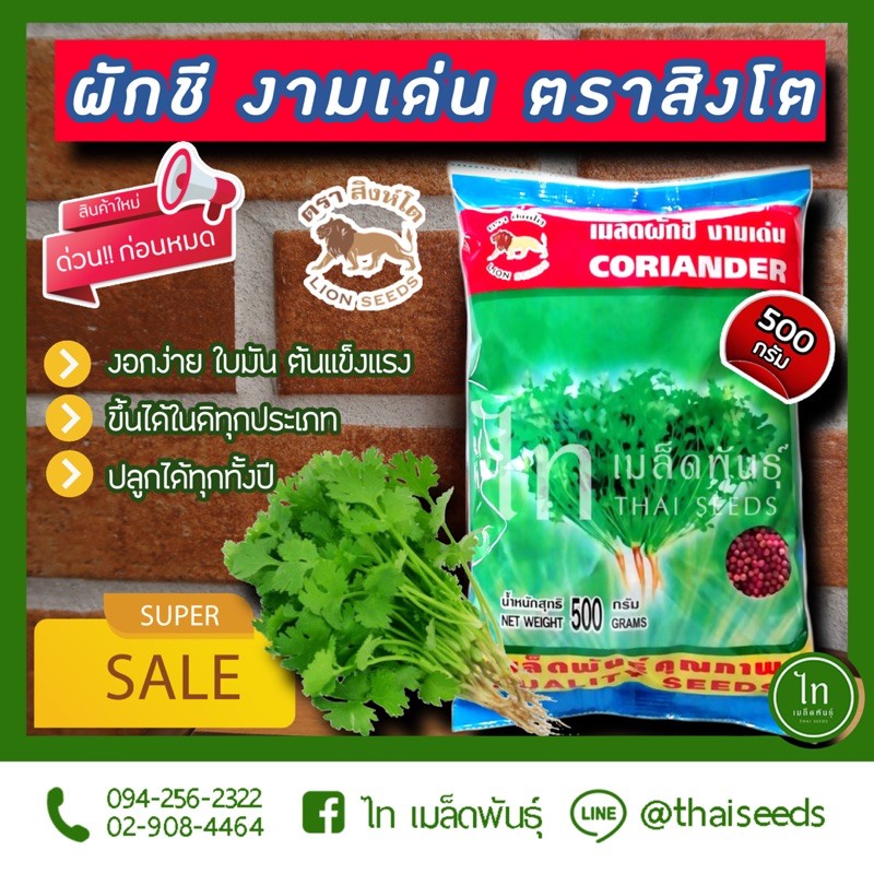 ผักชี งามเด่น เมล็ดพันธุ์ผักชี ตราสิงโต บรรจุ 500 กรัม ต่อ 1 ถุง
