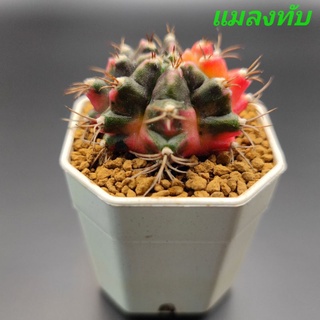 แคคตัสแมลงทับ🌵ต้นชำหน่อ🌵โคลนดังสายด่าง