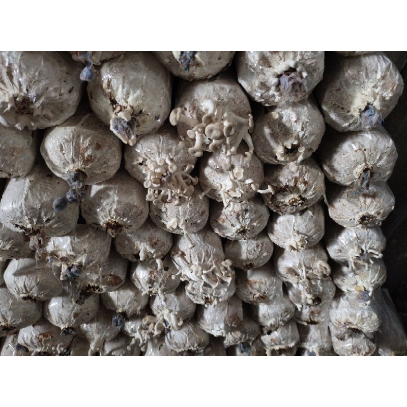 ก้อนเชื้อเห็ดขอนขาว 10ก้อน 150บาท เชื้อเดินเต็ม