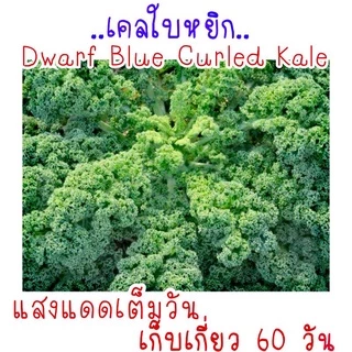 เมล็ด​พันธุ์​ เคล​ (บลูเคล)​ คะน้าใบหยิก​ Blue​ Kale 150เมล็ด​
