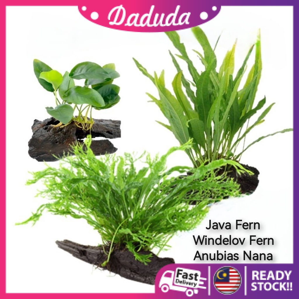 Aquarium Live Aqua Plants On Wood Anubias Nana /Java Fern / Windelov พร้อม driftwood Easy Care Water