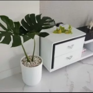 ขายต้นมอนสเตอร่าพันธุ์ไจแอนท์ (Monstera)
