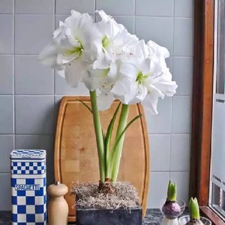 1 หัวว่าน ว่านสี่ทิศฮอลแลนด์ Amaryllis White Nymph 18-24 ซม สินค้านำเข้า แช่เย็นแล้ว หัวขนาดใหญ่ สินค้าจำนวนจำกัด