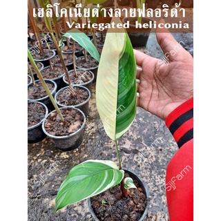 (1 ต้น)พร้อมจัดส่ง ต้นเฮลิโคเนียด่างลายฟลอริด้า Variegated heliconia คละความสูง คละกระถางจัดส่ง ส่งยกกระถาง