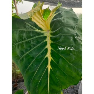 บอนแนนซี่ โคโลคาเซียแนนซี่ | Colocasia esculenta nancys revenge*ไม้ปายไหลตัดสด*