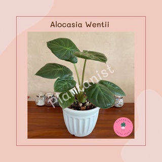 Alocasia Wentii-อโลคาเซียเวนติไอ ไม้สะสม‼️ ไม้นำเข้า เลี้ยงง่ายแต่หายาก