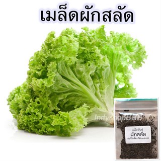 เมล็ดพันธุ์สลัด(แกรนด์แรปิด) 300-500 เมล็ดคัดพิเศษ [ซื้อ 10 แถม 1]