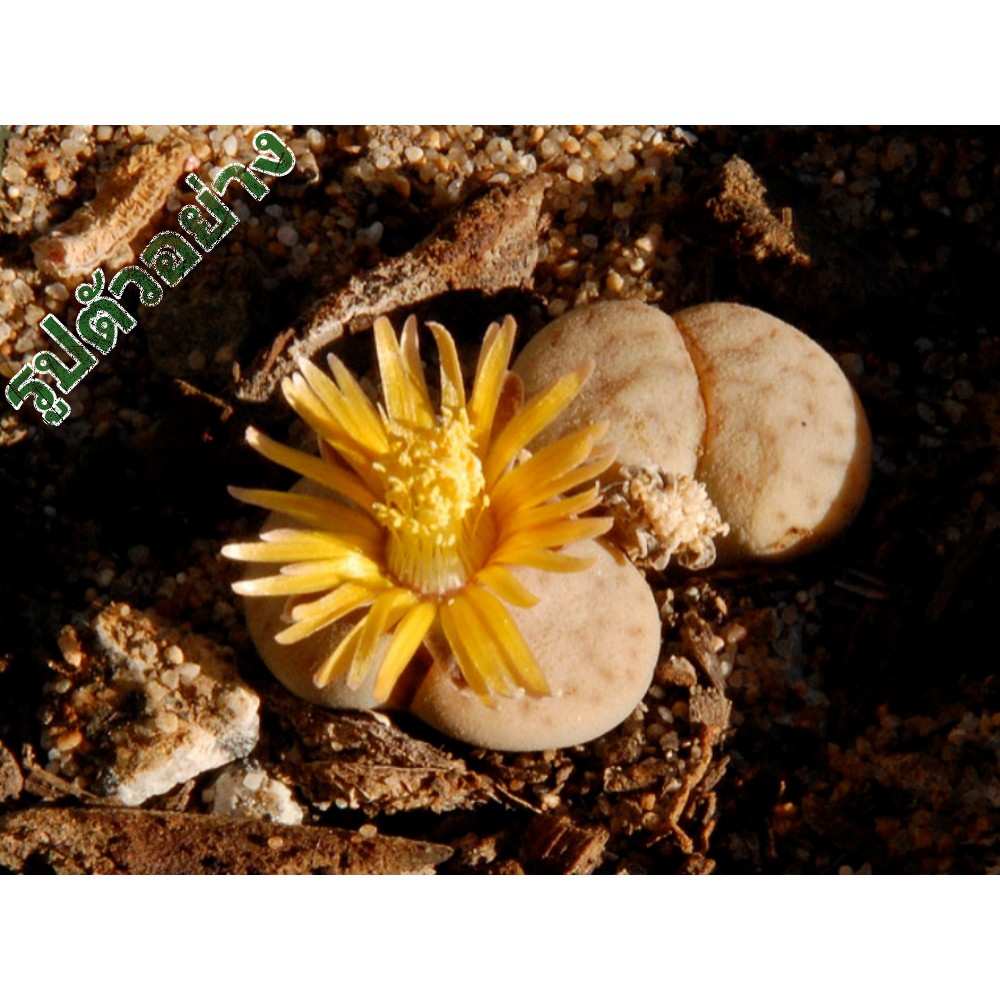 M6466 Lithops vallismariae C60 (25 เมล็ด) เมล็ดพันธุ์ กระบองเพชร แคคตัส เพาะเมล็ด แคคตัส ไม้อวบน้ำ ไลท็อป Lithops Cactus