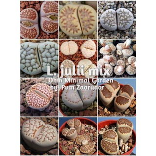 เมล็ด​ Lithops​ julii​ mix เมล็ดแท้ 10เมล็ด​ by แม่ปุ้ม