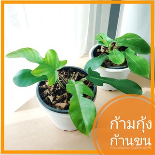 🌿Philodendron Squamiferum | ฟิโลก้ามกุ้งขนแดง ไม้หายาก แต่งบ้านแต่งออฟฟิต