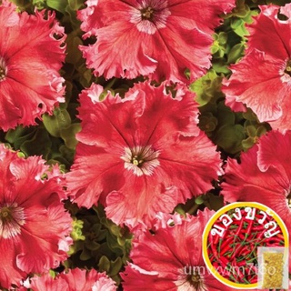 Seeds: Petunia Aphrodite F1 Red pelleted (15sds) ผักบุ้ง: Eros Series (สีแดง) /benih Petunia PGA8