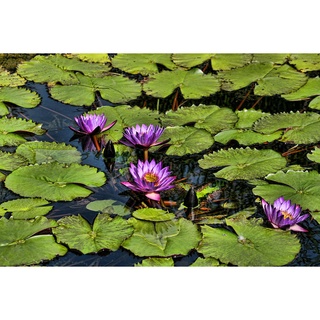 100 เมล็ด เมล็ดบัว สีม่วง นำเข้า บัวนอก สายพันธุ์เมล็ดบัว Waterlily Nymphaea Seeds