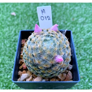 Mammilaria schiedenna Ehrenb. แมมขนนกเหลืองดอกชมพู M012