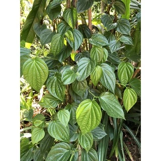ใบพลูเขียว พลูกินหมาก ใบพลูไหว้ ใบพลูสวนแปดริ้ว ราคา1 เรียง(20ใบ) / betel leaves with betel nut 20pcs.