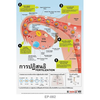 โปสเตอร์ การปฏิสนธิ #EQ-082 โปสเตอร์กระดาษอาร์ตมัน สื่อการเรียนการสอน สื่อการเรียนรู้