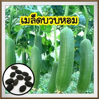 เมล็ดพันธุ์บวบหอม 🌱ปลูกไว้ทานเอง