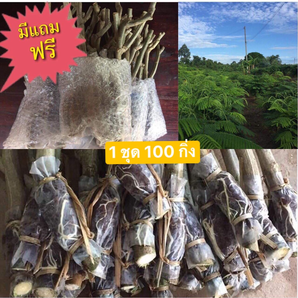กิ่งชะอมพันธุ์ไร้หนาม(หนามน้อยมาก) - พันธุ์มีหนาม 100 กิ่ง (สั่งรวมกันได้)
