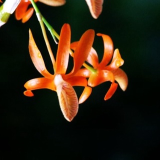 เอื้องครั่งแสด Dendrobium unicum เอื้องสายสีแสด กล้วยไม้หายาก