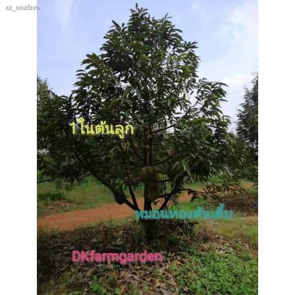 ■✸🌲ต้นทุเรียน​หมอนทองต้นเตี้ย​🏆หมอนทอง​เสียบยอด,หมอนทองพันธุ์​เตี้ยแท้​📣ติดผลไว​ใน3ปี,เนื้อ​อร่อย,ต้