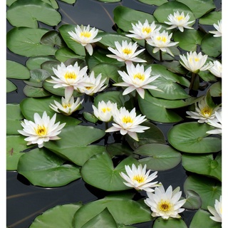 10 เมล็ด เมล็ดบัว สีขาว นำเข้า บัวนอก สายพันธุ์เมล็ดบัว Waterlily Nymphaea Seeds