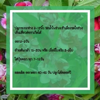 เมล็ดพันธุ์ ดอกเทียนซ้อนด่าง 100 เมล็ด ดอกเทียนด่าง ชมพู/ขาว ✅ราคาถูก🪴ปลูกง่าย ดอกสวยมาก🔥ซื้อ10แถม1 คละได้🔥