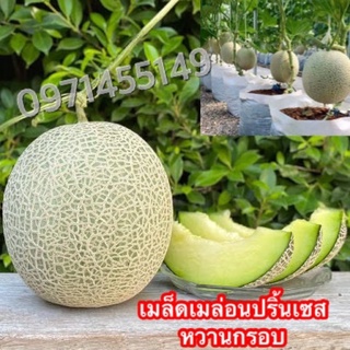 เมล็ดพันธุ์ เมล่อนญี่ปุ่น เนื้อเขียวคัดพิเศษ