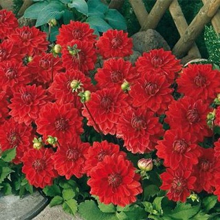 1 เหง้า/ชุุด รักเร่ Dahlia สายพันธุ์ Red Carpet Border หัวรักเร่ ดอกไม้ ดอกรักเร่ เหง้า นำเข้า ยุโรป หัวสดใหม่