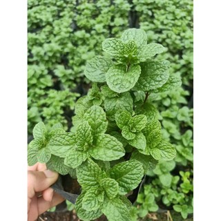 ต้นสะระแหน่ พร้อมเก็บกินได้เลย🌱
