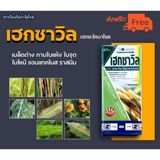 🚨ส่งฟรี🚨สารป้องกันกำจัดโรคพืช เฮกซะโคนาโซล 1ลิตร ใบแห้ง ใบจุด เมล็ดด่าง ล้างผิว