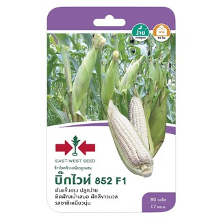 ข้าวโพด F1 บิ๊กไวท์ 852 ศรแดง CORN SEED EAST-WEST SEED BIG WHITE F1