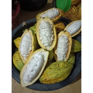 🍀เมล็ดงอกโกโก้ พร้อมปลูก พันธุ์ชุมพร1 เมล็ดละ 1-2 บาท พร้อมเมล็ดแถม อายุต้นพันธุ์ 30++🍀
