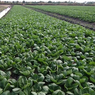 เมล็ดพันธุ์กวางตุ้งฮ่องเต้ 500เมล็ด เมล็ดกวางตุ้งฮ้องเต้นำเข้าพันธุ์ซูโจ เมล็ดพันธุ์แท้สามารถทำพันธุ์ต่อได้