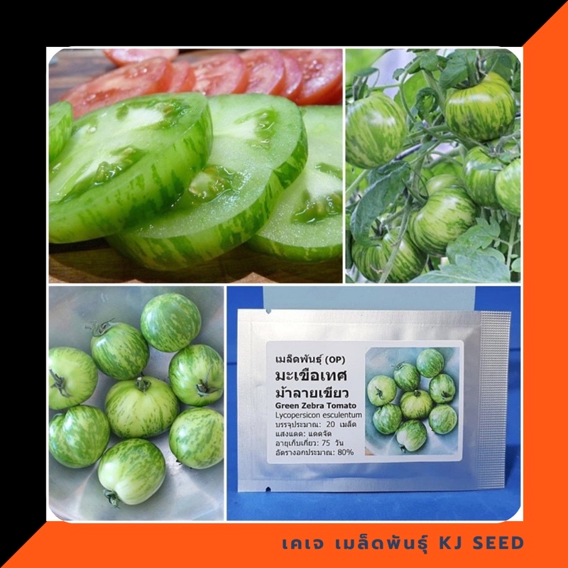 มะเขือเทศม้าลายสีเขียว - Green Zebra Tomato บรรจุ 20 เมล็ด คุณภาพดี ราคาถูก ของแท้ 100%