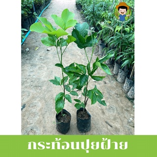 🌱 ต้นกระท้อนปุยฝ้าย แท้ 100% ติดตาสูง60cm เนื้อหวานขาวนุ่ม 😍