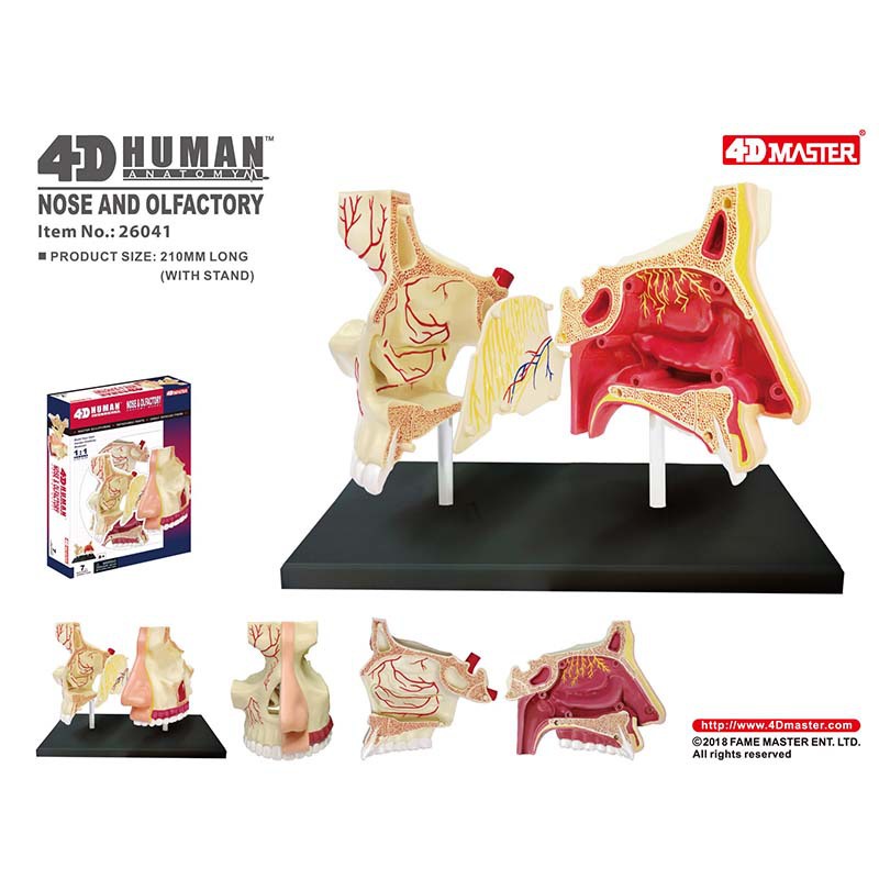 Human Anatomy Model 4D MASTER益智拼装玩具人体鼻腔器官解剖模型医学教学DIY科普用具 MP8V