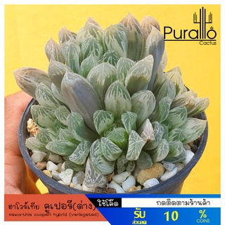 ต้นไม้อวบน้ำ ฮาโวร์เทีย คูเปอรี(ด่าง) Haworthia cooperi hybrid (variegated) #Havorthia #ไม้ด่าง #variegated