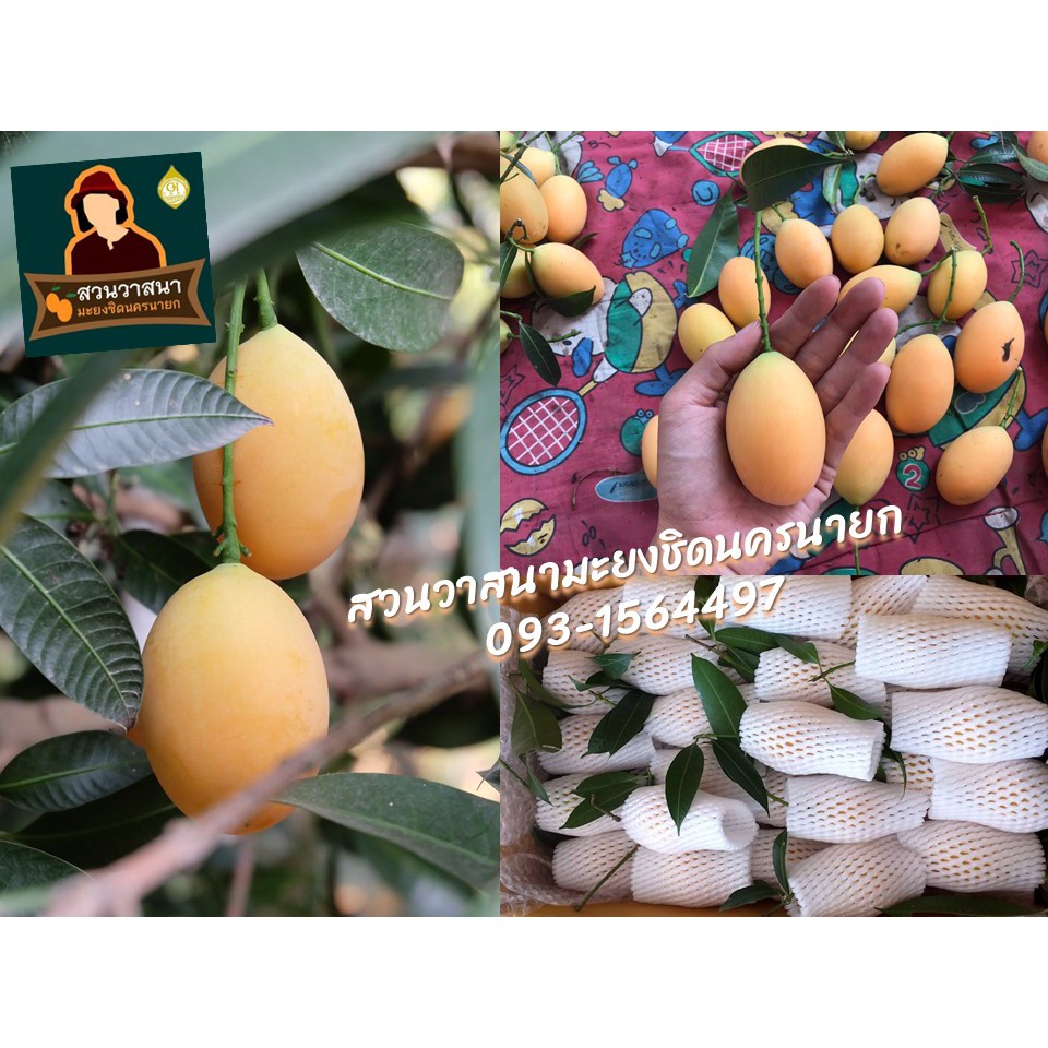 มะยงชิดนครนายก สวนวาสนา 18 - 20 ลูก/กิโลกรัม แท้ อร่อยมากๆ