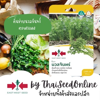 GGEW เมล็ดพันธุ์ซฟ คื่นช่ายนวลจันทร์ 2000เมล็ด ตราศรแดง Cele…