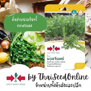 GGEW เมล็ดพันธุ์ซฟ คื่นช่ายนวลจันทร์ 2000เมล็ด ตราศรแดง Celery