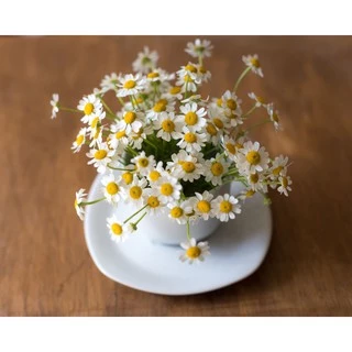 เมล็ดพันธุ์ ดอกเดซี่ สีขาว100 เมล็ด White Daisy Silver Princess Seed เมล็ดพันธุ์แท้ ปลูกง่าย ไม่กลายพันธุ์