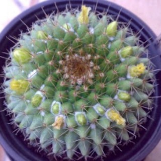 Mammillaria Marksiana 20เมล็ด.-49