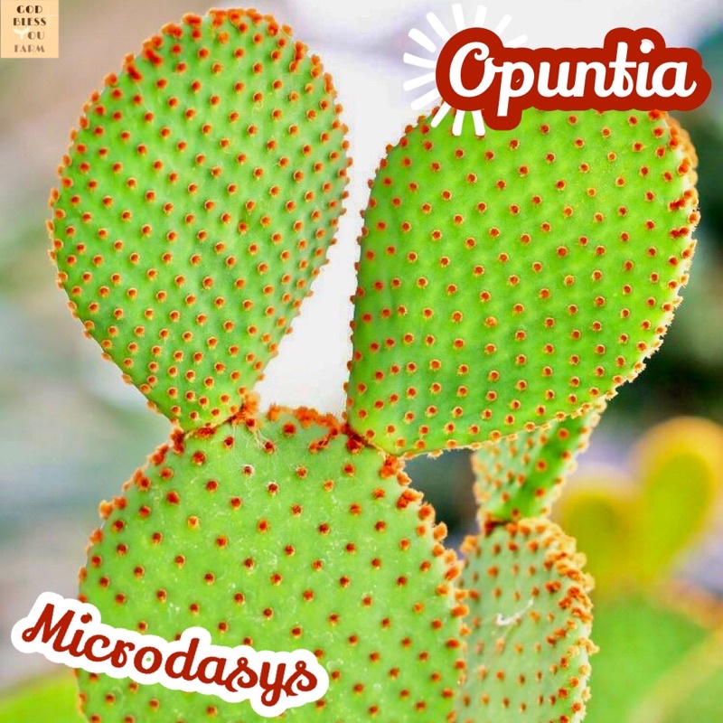 [หูกระต่ายแดง] Opuntia Microdasys ส่งพร้อมกระถาง Red Bunny Ears แคคตัส ทะเลทราย ไม้อวบน้ำ Cactus พืชอวบน้ำ ทนแดด ทนแล้ง