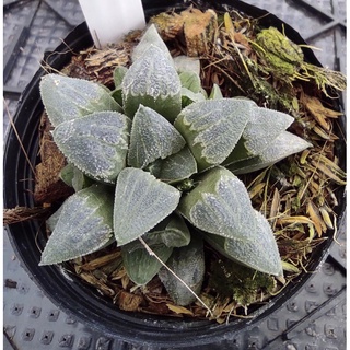 Haworthia pygmaea var.pygmaeaฮาโวเทีย