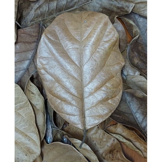 ใบไม้สำหรับไอโซพอด (isopod) 10 กรัม ใบขนุน