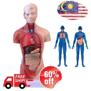 LIVI Human Torso Body Model Anatomy Internal Organs For Teaching KVDE